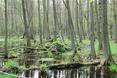 Puszcza Kampinoska - wakacje 2013 w okolicach Warszawy