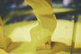 Na początku Satsuki Ohata zanurzył gąbkęw żółter substancji przypominającej ser