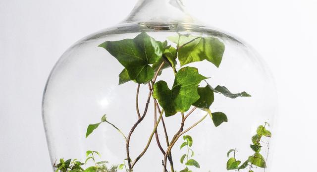 Biophilic design: roślinne kompozycje dla każdego