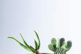 Biophilic design: roślinne kompozycje dla każdego