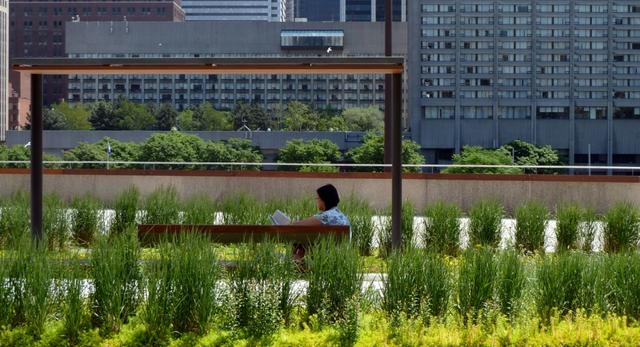 Tęczowe rabaty na dachu - Podium Roof Garden przy Ratuszu w Toronto